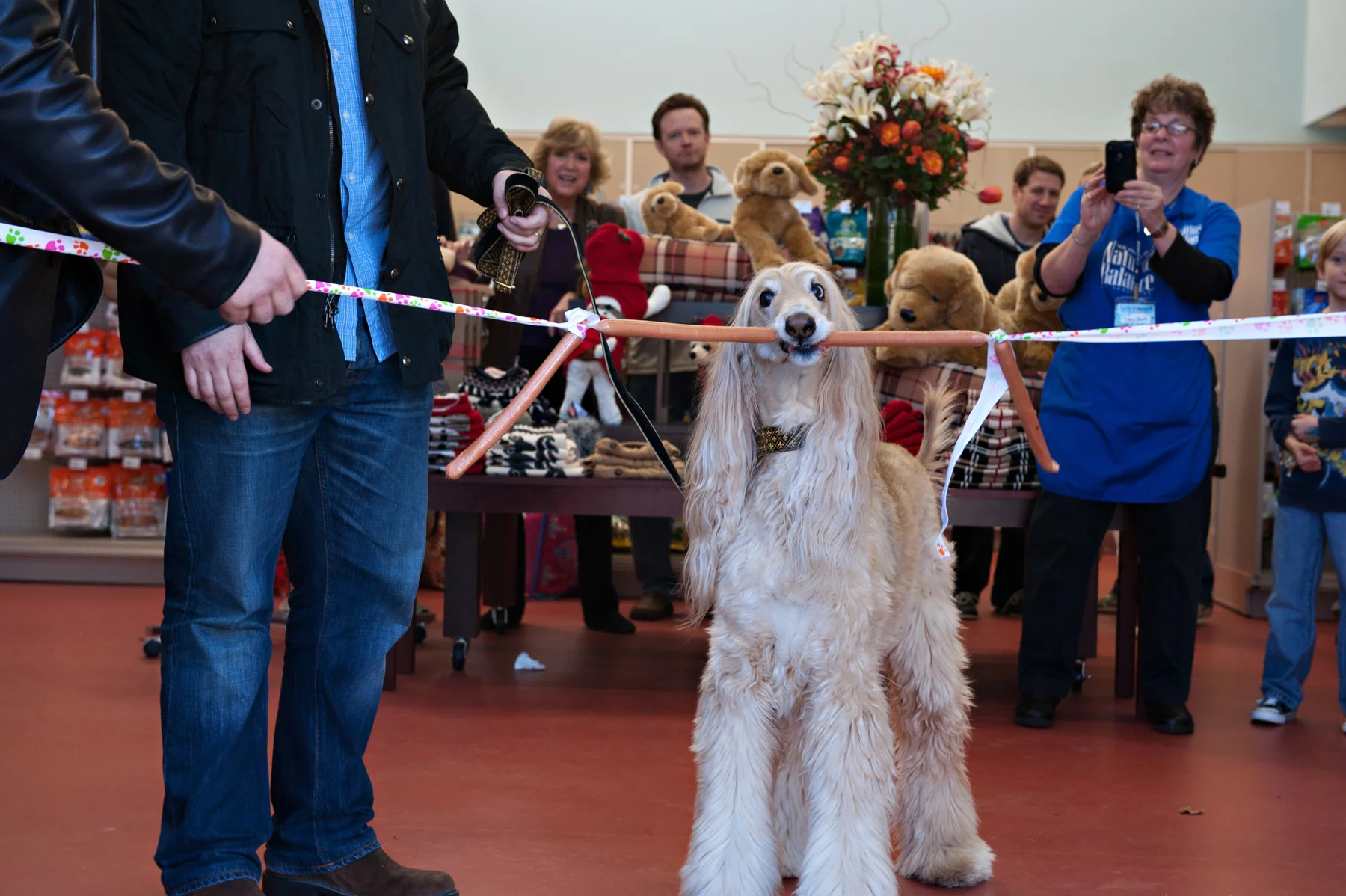 An Afghan hound biting through the ribbon at a Pet Pantry Warehouse store opening while customers photograph it